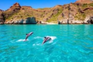 Salalah: Swimming with Dolphins with Lunch & Pick up