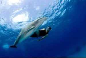 Salalah: Swimming with Dolphins with Lunch & Pick up