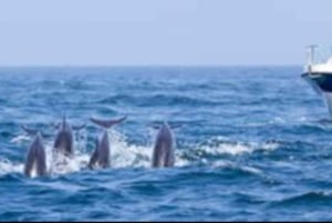 Salalah: Swimming with Dolphins with Lunch & Pick up