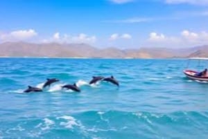 Salalah: Swimming with Dolphins with Lunch & Pick up