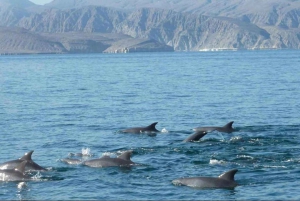 Salalah: Swimming with Dolphins with Lunch & Pick up