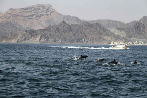Salalah: Swimming with Dolphins with Lunch & Pick up