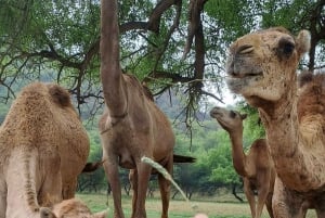 Salalah: Wadi Darbat, ,Teeq Cave - Baobou Trees Tour