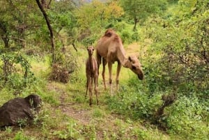 Salalah: Wadi Darbat, ,Teeq Cave - Baobou Trees Tour