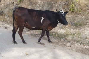 Salalah: Wadi Darbat, ,Teeq Cave - Baobou Trees Tour