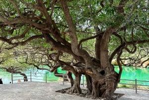 Salalah: Wadi Darbat, ,Teeq Cave - Baobou Trees Tour