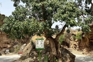 Salalah: Wadi Darbat, ,Teeq Cave - Baobou Trees Tour