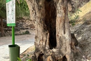 Salalah: Wadi Darbat, ,Teeq Cave - Baobou Trees Tour