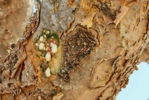 Les joyaux cachés de Salalah : Aventure Est et Ouest