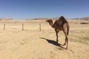 رمال وعبير الربع الخالي: رحلة ملحمية في رحلة البخور