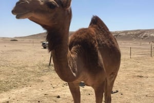 رمال وعبير الربع الخالي: رحلة ملحمية في رحلة البخور