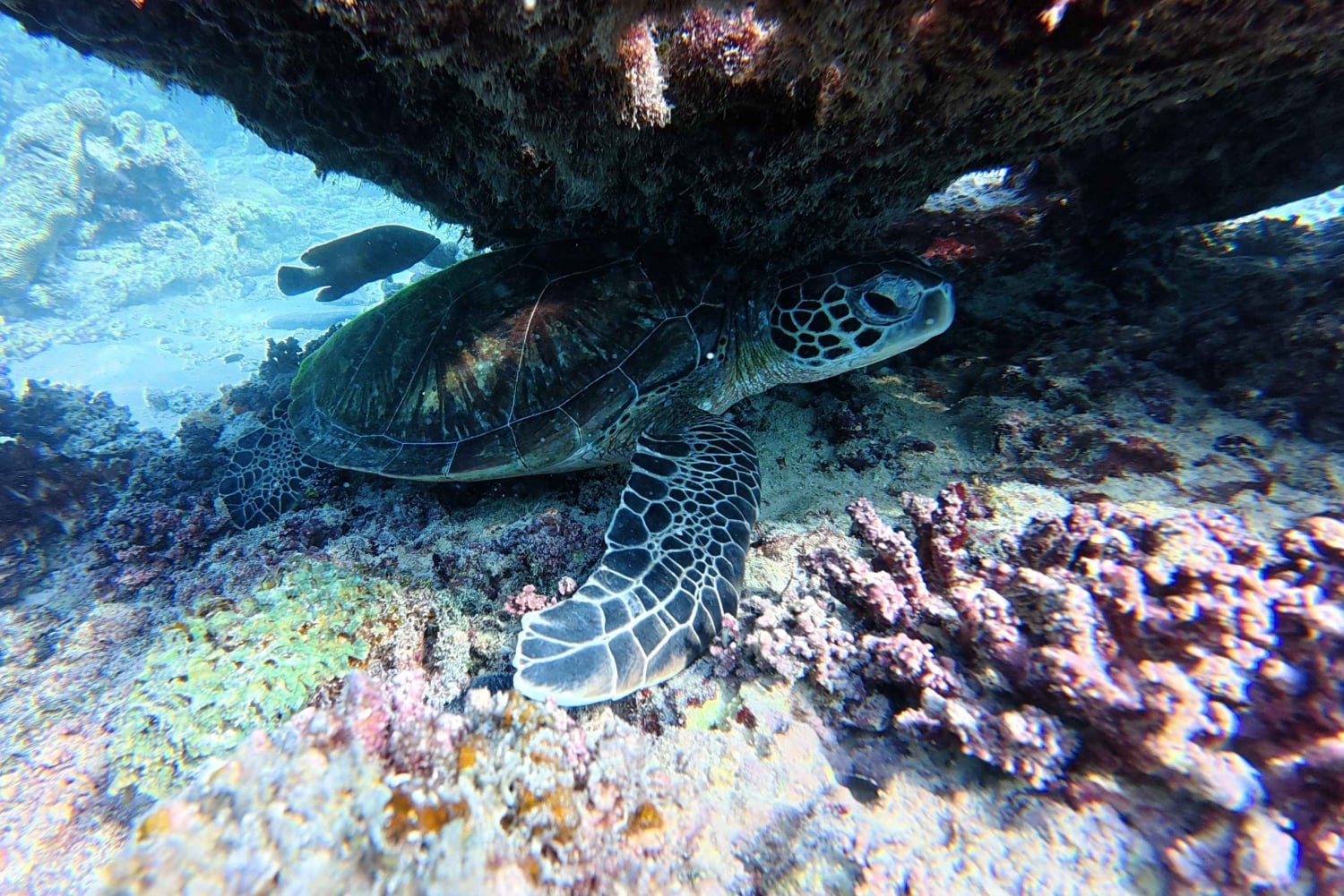 Snorkelen bij de Dimaniyat-eilanden vanuit Muscat