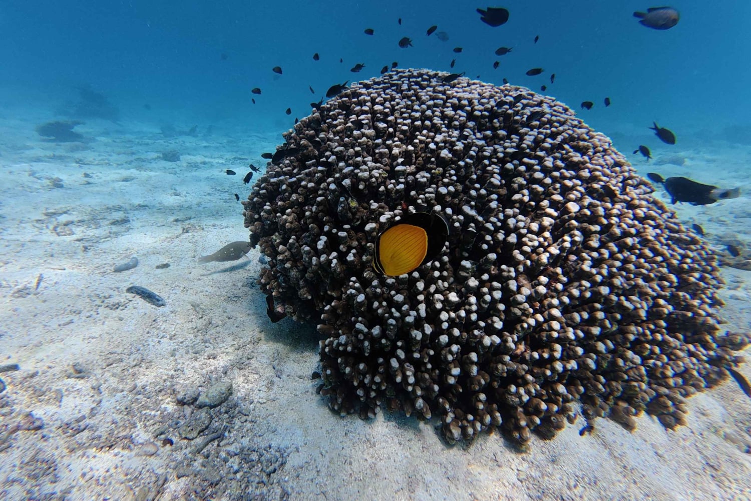 Snorkelen bij de Dimaniyat-eilanden vanuit Muscat