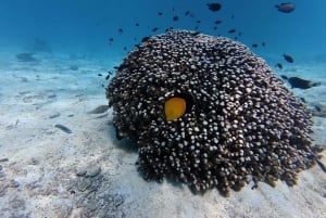 Snorkelen bij de Dimaniyat-eilanden vanuit Muscat
