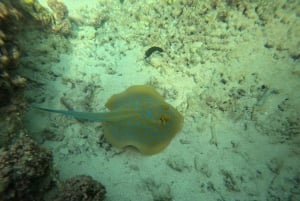Snorkelen bij de Dimaniyat-eilanden vanuit Muscat