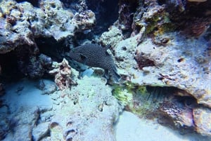 Snorkelen bij de Dimaniyat-eilanden vanuit Muscat