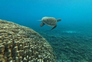 Passeio de mergulho com snorkel nas Ilhas Daymaniyat