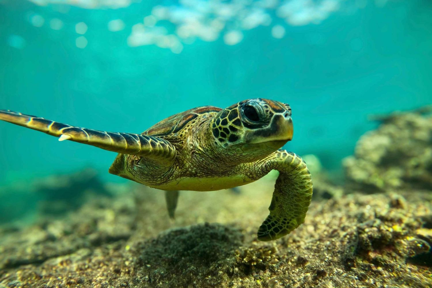 Snorkling med skildpadder ved Ad Daymaniyat-øerne