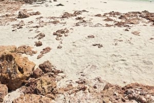 Daymaniyat Island: snorkeltour met lekkere lunch