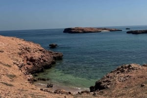 diymaniyat Plongée en apnée (nage avec des requins baleines ou des tortues)