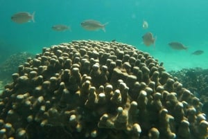 diymaniyat Plongée en apnée (nage avec des requins baleines ou des tortues)