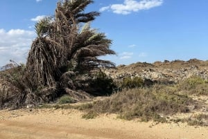 Starlit Shores: Overnight 4WD Adventure at Fazayah Beach