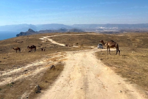 شواطئ مضاءة بالنجوم: مغامرة ليلية بسيارة دفع رباعي على شاطئ الفزاية