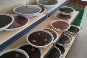 Taste of Muscat: Private Omani Food Tour (souq al seeb)