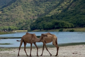 Duften av Salalah: Østlige Salalah