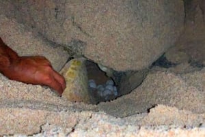 جولة فاطمة - 2 يوم وليلة في رأس الحد، باقة رحلات سياحية في رأس الحد، عُمان