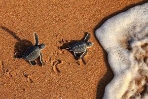 جولة فاطمة - 2 يوم وليلة في رأس الحد، باقة رحلات سياحية في رأس الحد، عُمان