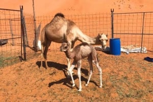 جولة فاطمة - 2 يوم وليلة في رأس الحد، باقة رحلات سياحية في رأس الحد، عُمان