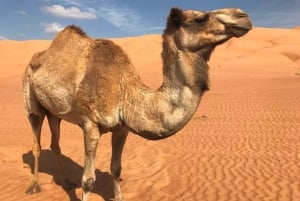 جولة فاطمة - 2 يوم وليلة في رأس الحد، باقة رحلات سياحية في رأس الحد، عُمان