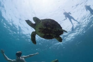 Salalah onder water: Ontdek het snorkelparadijs van Mirbat