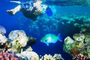Salalah sous l'eau : Découvrez le paradis de la plongée avec tuba de Mirbat