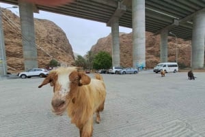 wadi shab