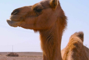 Wahiba Desert bil med firehjulstrekk Safari og Wadi Bani Khalid Swim Adventure