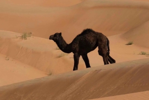 Wahiba Desert bil med firehjulstrekk Safari og Wadi Bani Khalid Swim Adventure