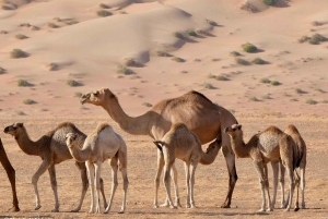 Wahiba Desert bil med firehjulstrekk Safari og Wadi Bani Khalid Swim Adventure