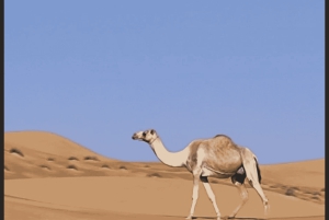 Wahiba Desert bil med firehjulstrekk Safari og Wadi Bani Khalid Swim Adventure