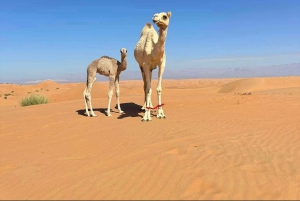 Wahiba Desert bil med firehjulstrekk Safari og Wadi Bani Khalid Swim Adventure