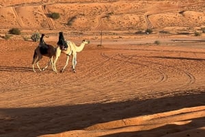 جولة في صحراء وهيبة ووادي بني خالد