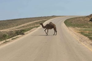 Wahiba Desert Safari Adventure , Swimm in Wadi Bani Khalid