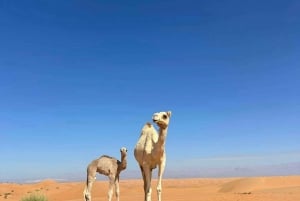 Wahiba Desert Safari Adventure , Swimm in Wadi Bani Khalid