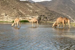 West beaches Tour: FAZAYAH