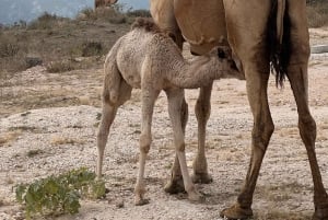 西海岸ツアー：FAZAYAH