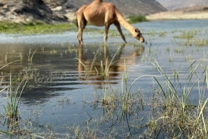 西海岸ツアー：FAZAYAH
