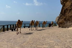 西海岸ツアー：FAZAYAH