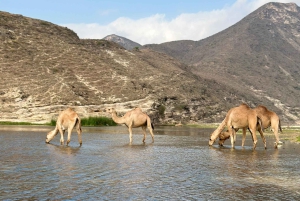西海岸ツアー：FAZAYAH