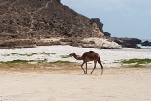 Salalah: West Salalah Full Day Beach Excursion & Safari